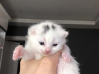 Scottish fold ve british yavrularımız