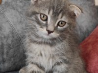 Sevimli scottish fold oğlumuza yuva arıyoruz