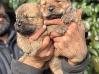 Chow chow cinsi bebeklerimiz