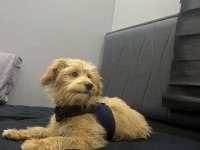6 aylık maltipoo