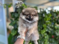 Ayı Surat Pomeranian Boo Yavruları