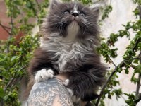 Kar oğlan maine coon