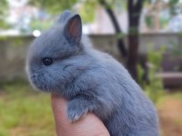 Cüce Tavşan (Netharlend dwarf)