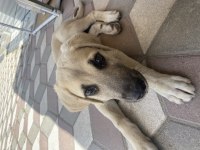 Sokaktan kangal yavrusu