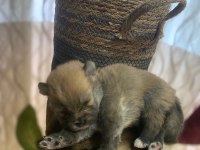Pomeranian cinsi yavrular yeni yuva arıyor