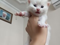 British longhair ve shorthair yavru kediler