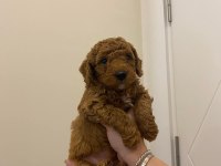 A KALİTE POODLE YAVRULAR