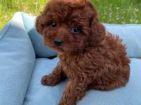 Ruhsatlı Köpek Çiftliğinden Toy Poodle Yavrularımız