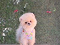 En tatlı Pomeranian Boo
