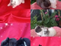 Cüce ve lop ırkı tavşan