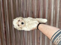 Aşılı orjinal maltipoo