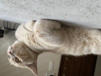 British shorthair 5 aylık