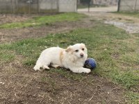 Sahiplendirilecek köpeğimiz