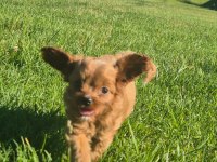 EŞSİZ BİR MALTİPOO İÇİN BİZİ ARAMADAN KARAR VERMEYN