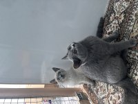 Üst düzey british shorthair bebekler