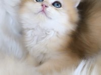 Ny11 british longhair dişi