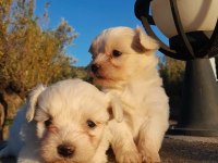 Sevimli maltipoo yavrumuz yeni ailelerini bekliyor
