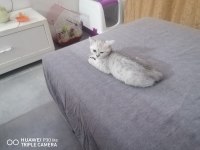 İki yavru 3 aylık british shorthair