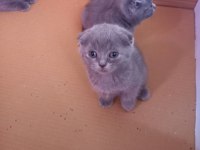 KAPIDA ODEME ADRESE TESLIM SCOTTİSH FOLD