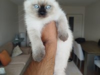 British Shorthair Bluepoint Erkek Yavru