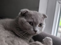 Scottish Fold Dişi 4 Aylık