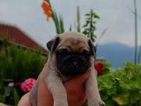 YAVRU ÇOK AKILLI ÇOK OYUNCU AİLE ÇOCUK DOSTU PUG