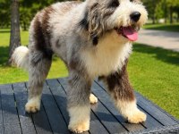 Türkiyede Tek Bernedoodle Yavruları