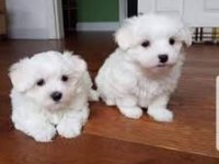 Maltese Terrier Mini Mini Sıfır Numara Oyuncu Bebekler