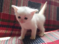Yavrularımız sahiplendirilecektir scottish fold