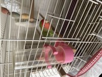Sevda papağanı yumurta vermiş garanti çift