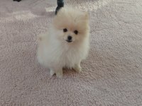Pomeranian bebiş