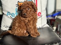 Ankaranın en özel toy poodle yavruları