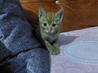 ACİL YUVA KEDİMİZE