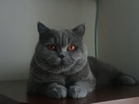 SEVECEN, SAKİN ERKEK BRITISH SHORTHAIR