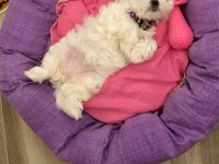 SAFKAN IRK MALTESE