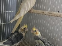 Bebek Sultan Papağanları