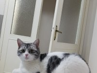 Kedimize yuva arıyoruz kırma tekirdir