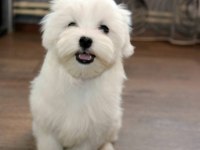 Maltese terrier yavrularımız