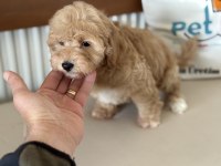 Yasal ruhsatlı çiftlikde ziyarete açık maltipoo yavrular