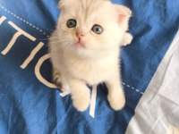 Efsane Tatlı Scottish Fold Silver Yavrular