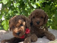 SAĞLIK VE IRK GARANTİLİ TOY POODLE YAVRULARIMIZ