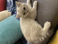 3 aylık british shorthair beyaz