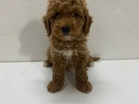 Red Toy Poodle Yavrum