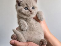 Lilac Renk Koca Yanaklı British Shorthair Yavrular