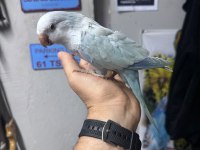 Evcil konuşan mutasyon konur papağanımız