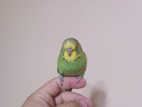 Jumbo Muhabbet Kuşu Yavrular