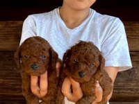 Kore toy poodle yavrularımız