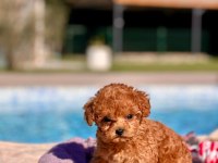 Tea Cup Poodle Yavruları