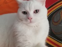 7 aylık erkek british shorthair