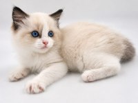Hakiki Ragdoll Bebekler